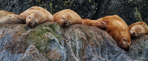 Sleeping Lions