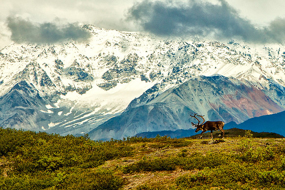 Alaska Caribou Ridge