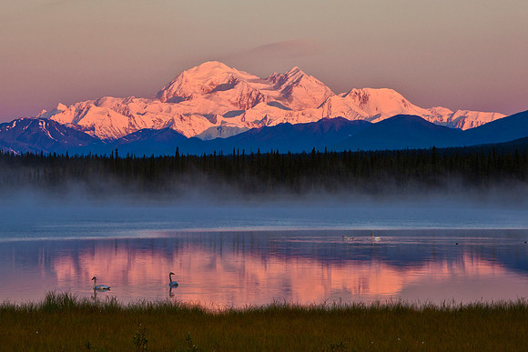 Denali Morning Swan Swim