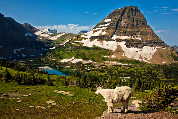 Logan Pass Mountain Goat Lookout