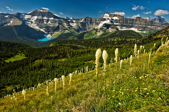 Carthew-Alderson Beargrass Hillside