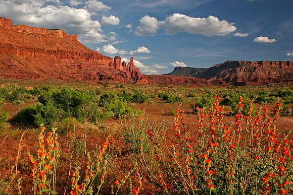 Fisher Towers in Spring Orange