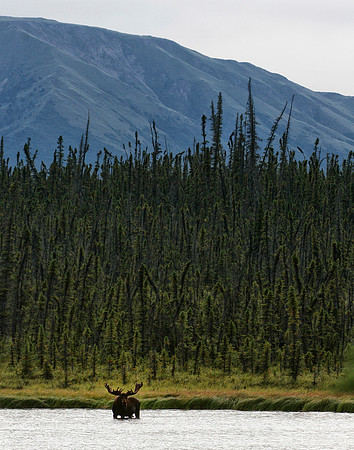 Alaska Bull Moose Pond