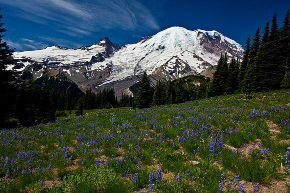 Mount Rainer Lupine Meadow