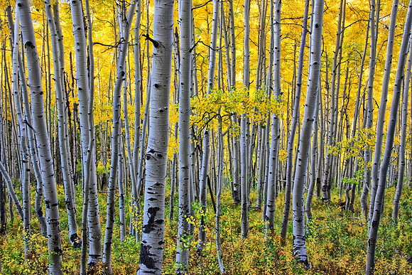 Golden Aspen Near Ohio Pass