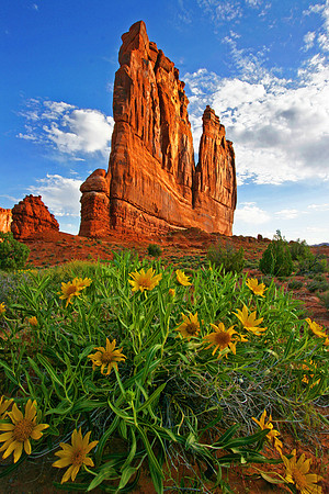 Wildflowers Adorn "The Organ"