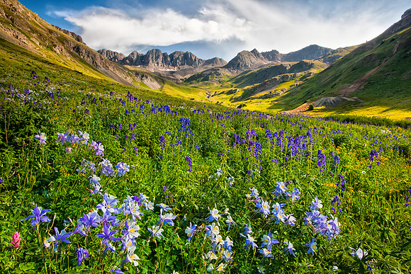 American Basin Columbine