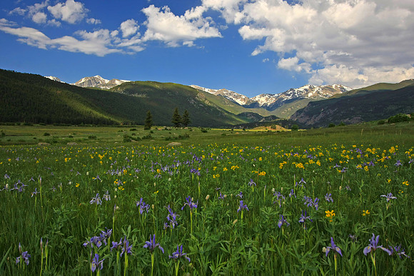 Wildflowers Cover Moraine Park