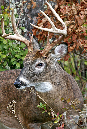 Cades Cove Buck Portrait