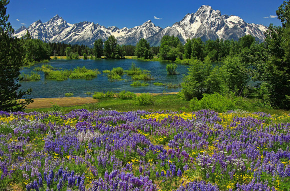 A Lupine Paradise