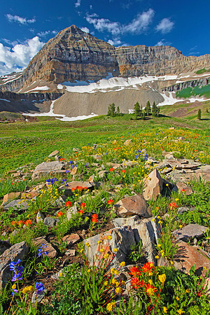 Mt. Timpanogos Wildflowers
