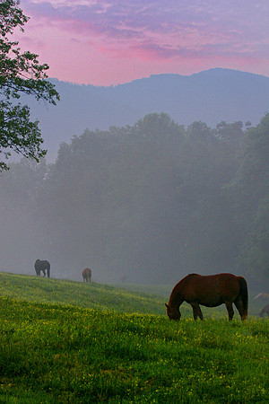Cades Cove Horses