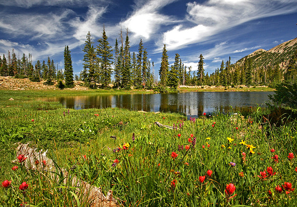 Watson Lake Wildflowers