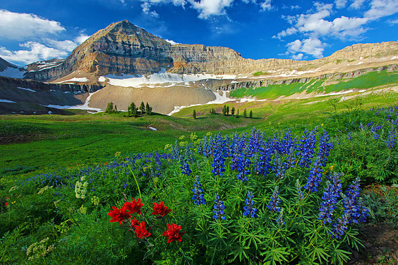 Mt Timpanogos Lupine Horiz